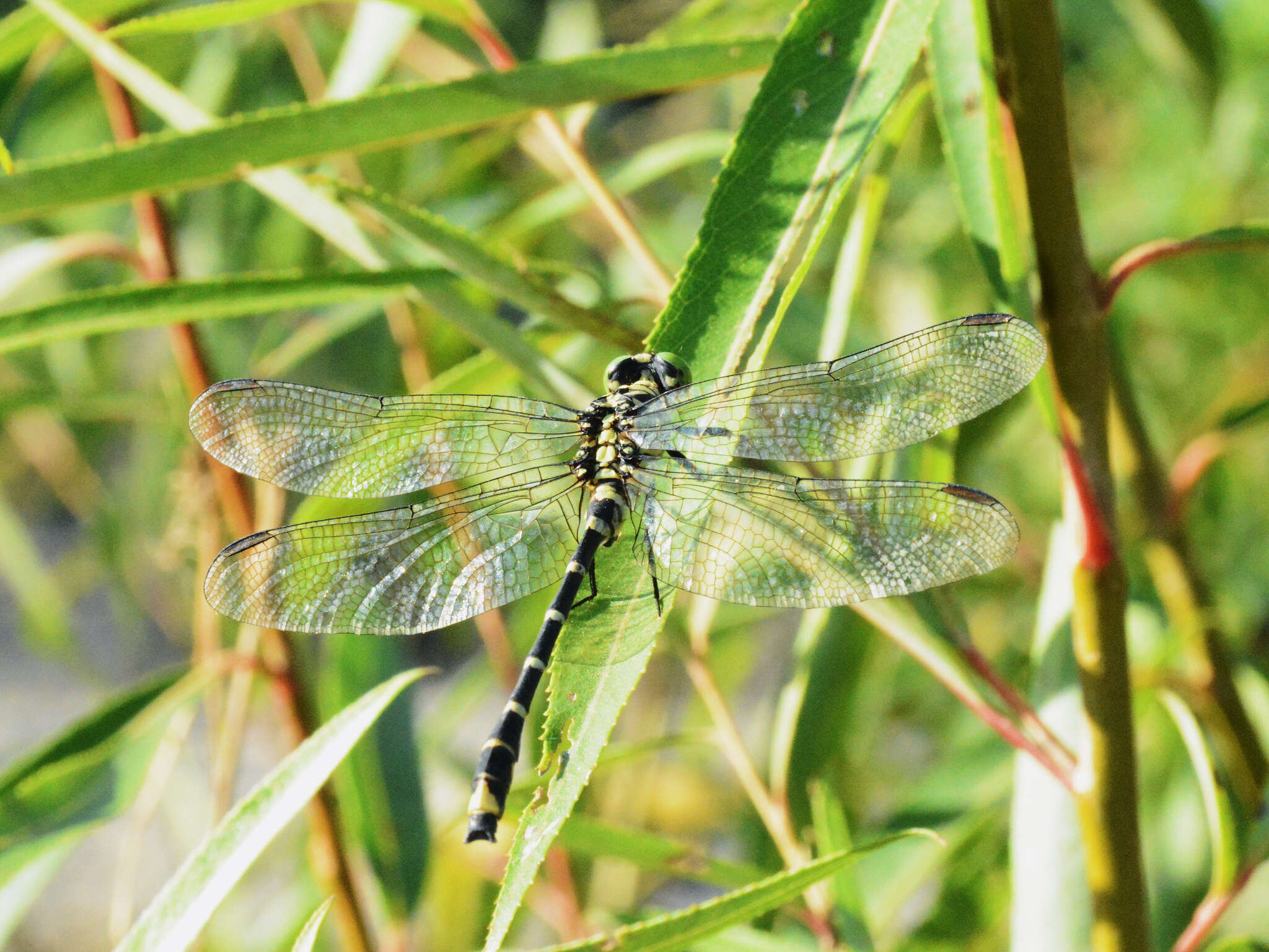 Image of Burmagomphus collaris (Needham 1929)