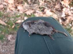 Image of VALAIS SHREW