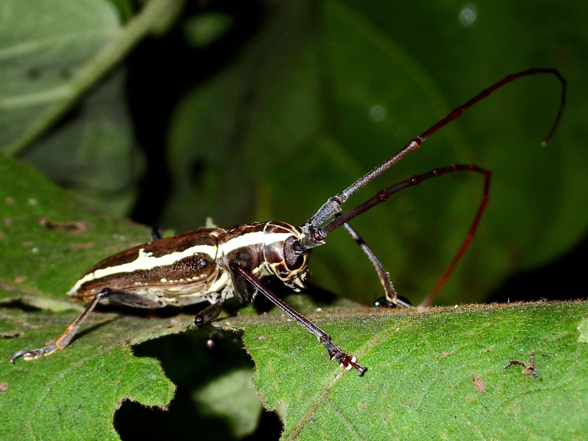 Image of Epepeotes ambigenus (Chevrolat 1841)