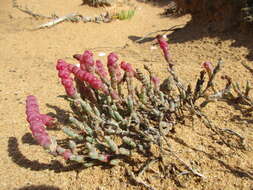 Image of Salicornia blackiana Ulbr.