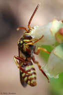 Image of Nomada luteoloides Robertson 1895