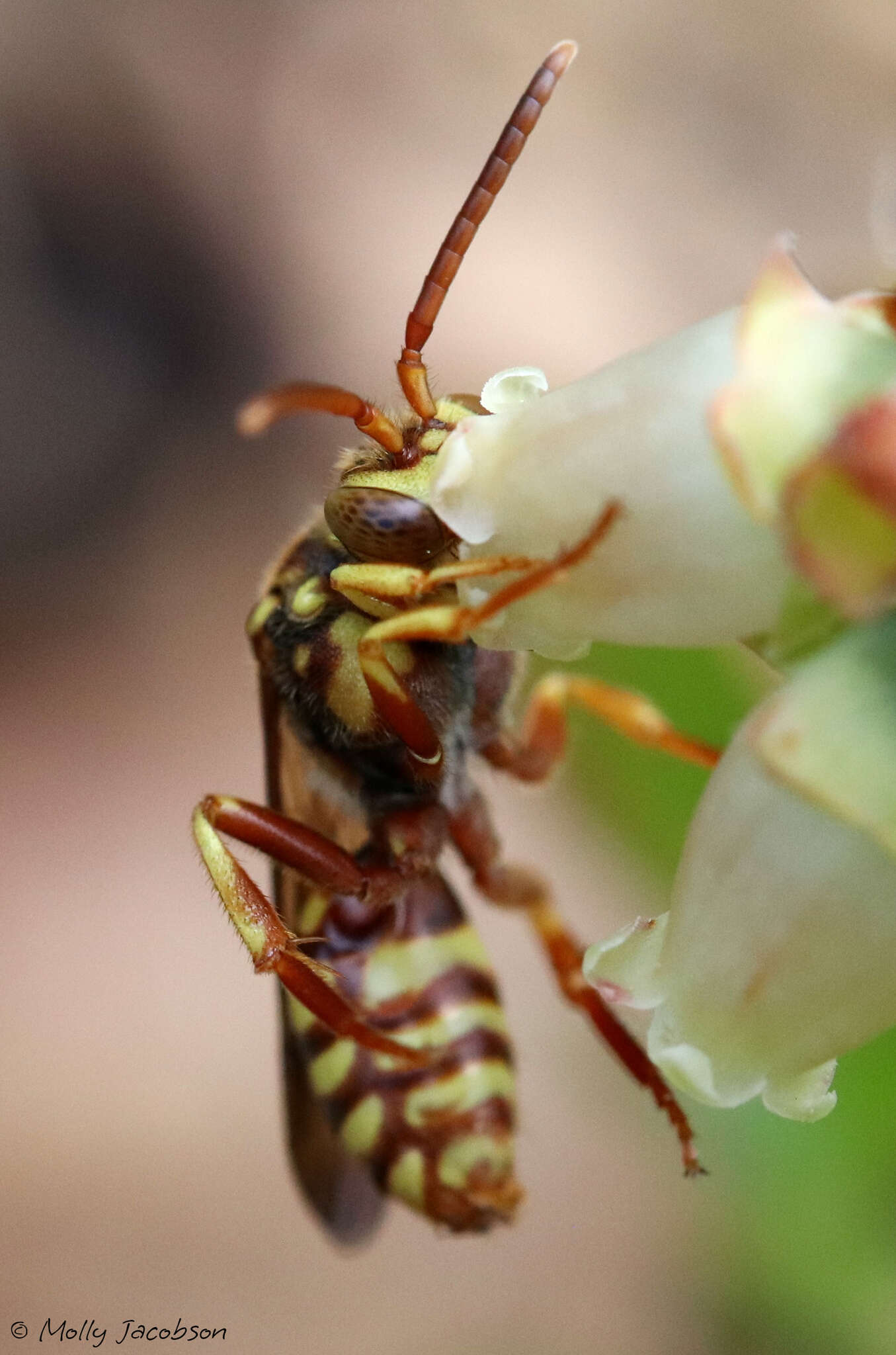 Image of Nomada luteoloides Robertson 1895