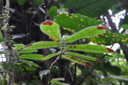 Imagem de Columnea perpulchra C. V. Morton