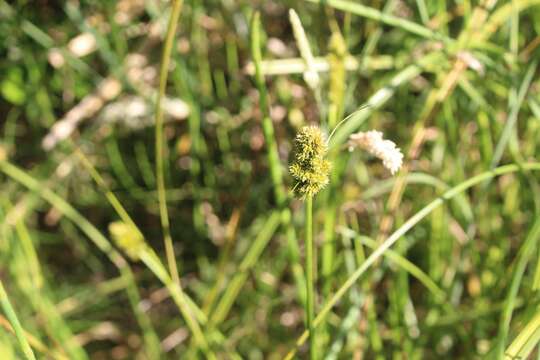 Image of Carex brongniartii Kunth