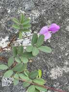 Tephrosia macropoda var. macropoda的圖片