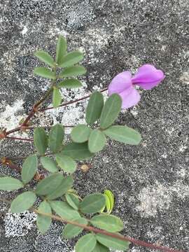 Image of Tephrosia macropoda var. macropoda