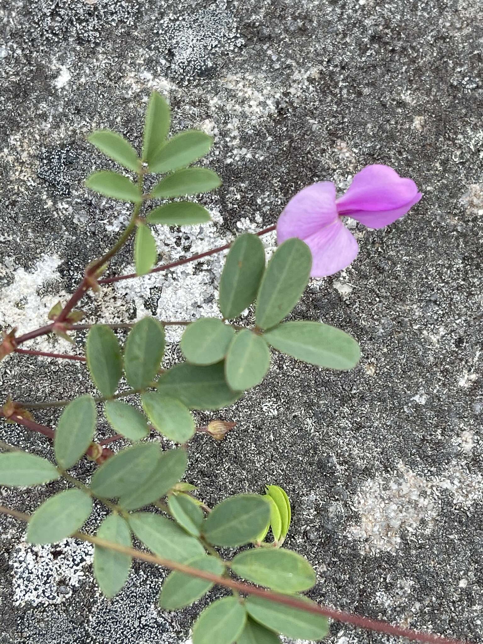 Tephrosia macropoda var. macropoda的圖片