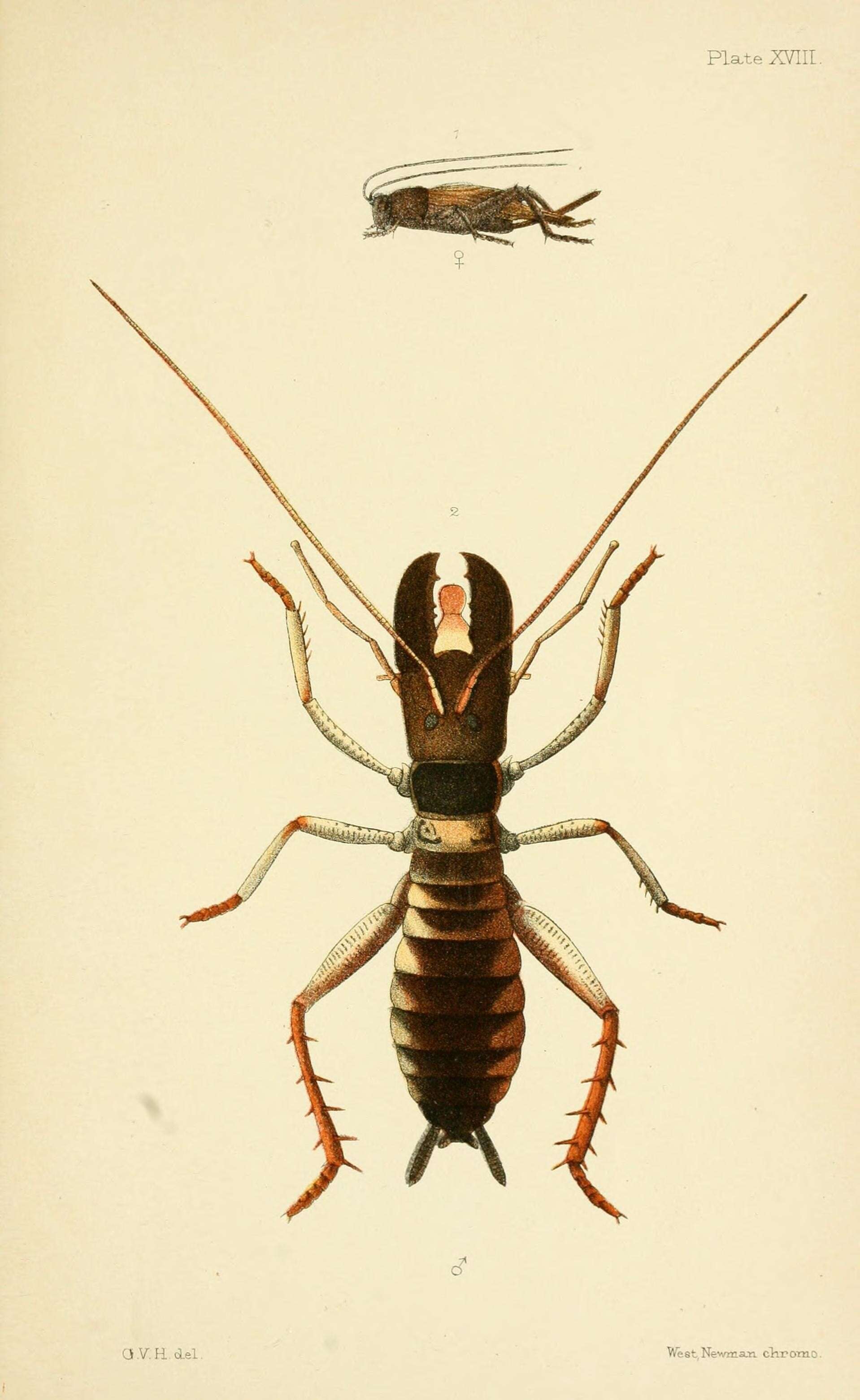 Image of Wellington tree weta