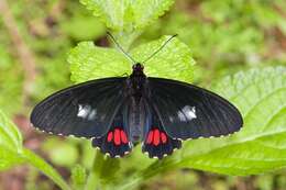 صورة Parides panares (Gray (1853))