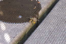 Image of Eastern Yellowjacket