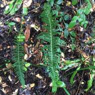 Image of Blechnum hastatum Kaulf.