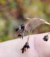 Image of Wahlenberg's Wood-Rush