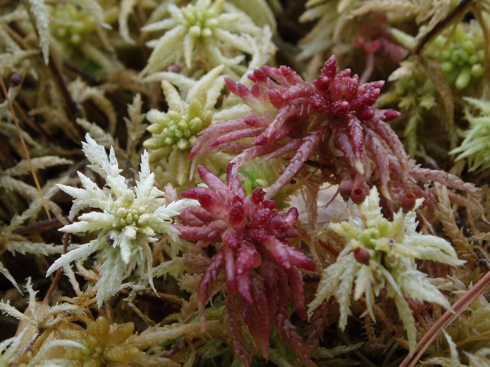 Sphagnum centrale C. E. O. Jensen 1896的圖片