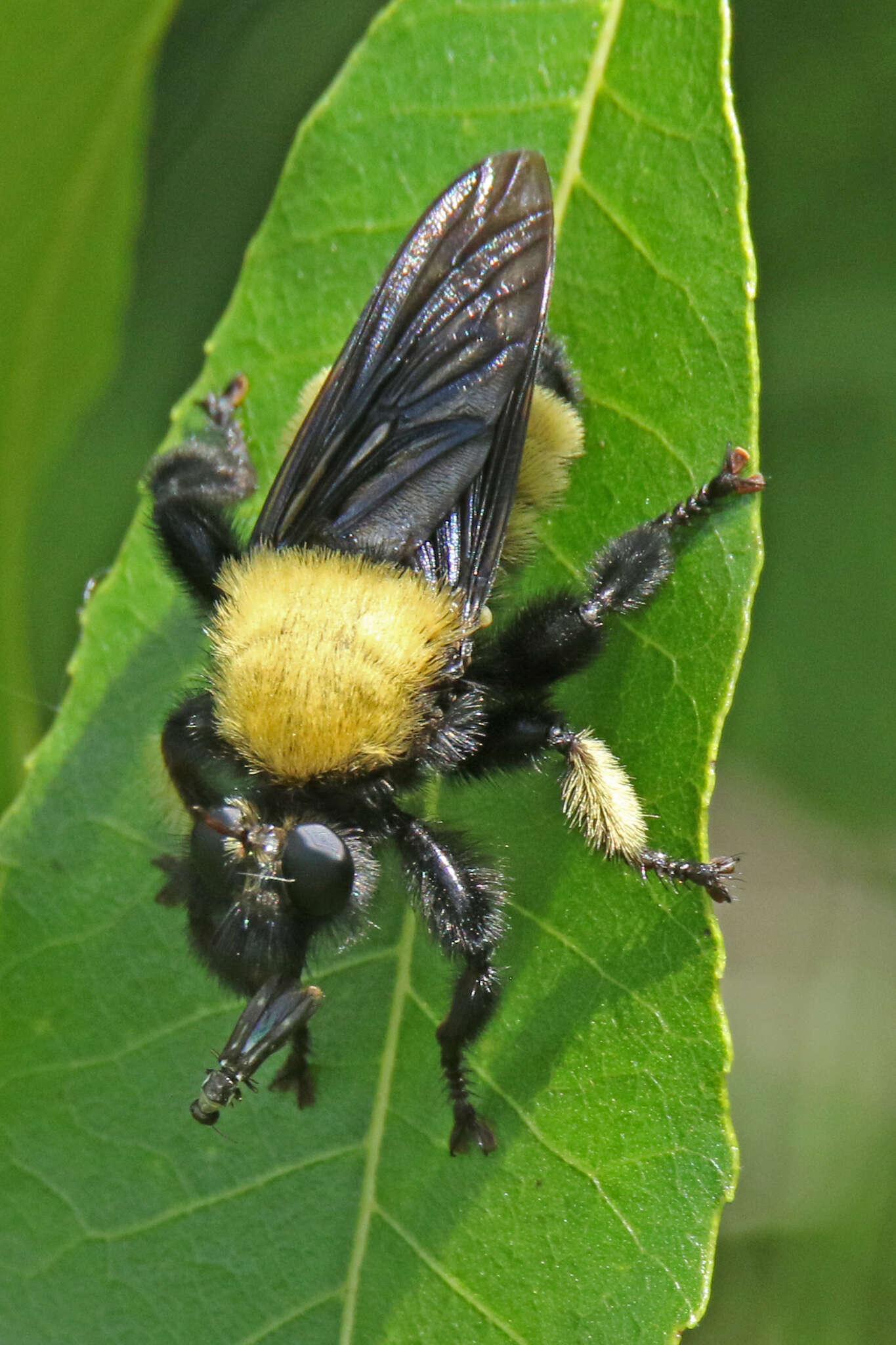 Image of Laphria macquarti (Banks 1917)