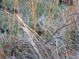 Image of Troglodytes troglodytes troglodytes (Linnaeus 1758)