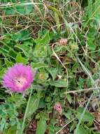 Image de Centaurea pullata L.