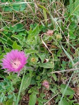 Image de Centaurea pullata L.