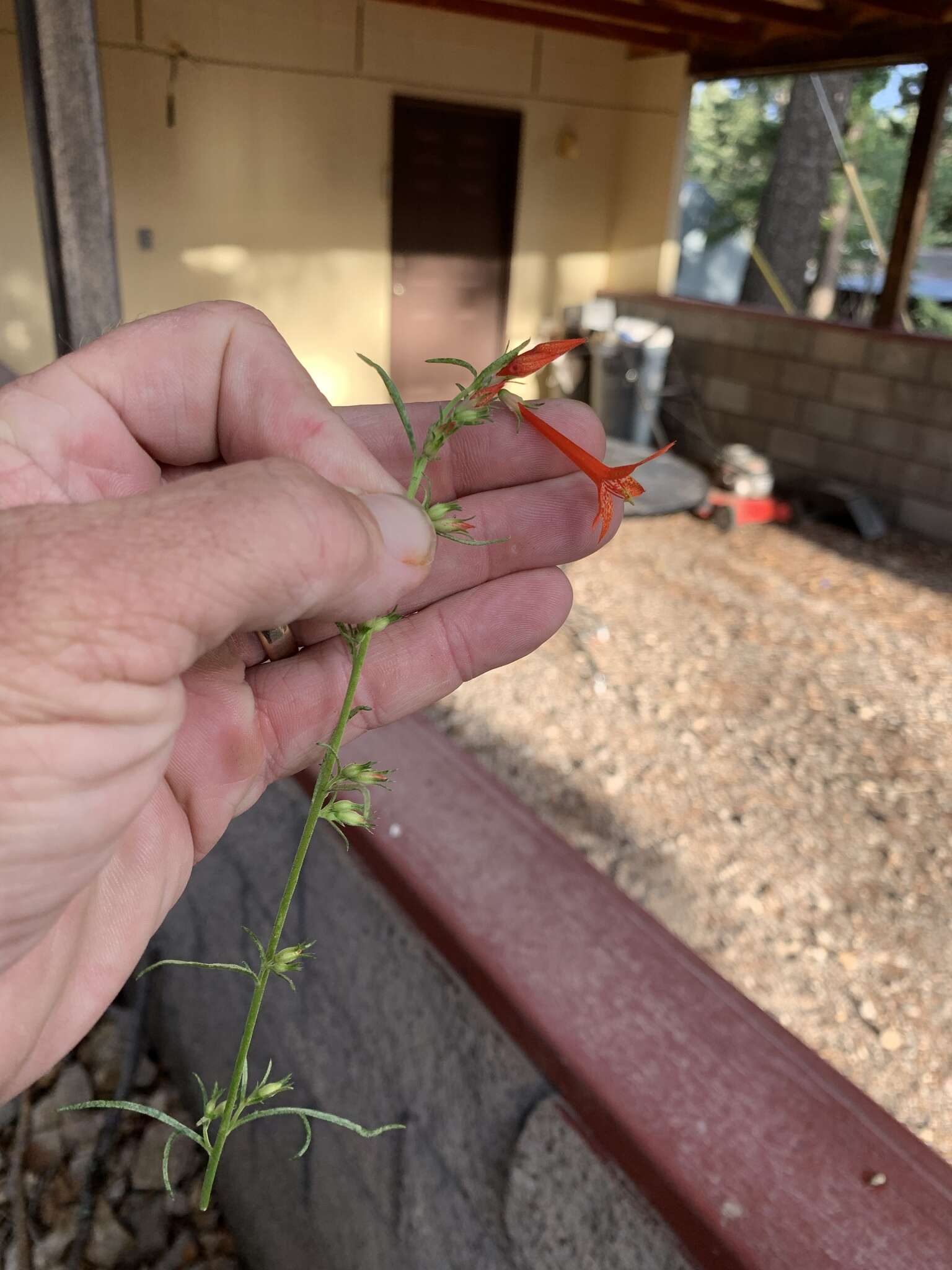 Image of scarlet gilia