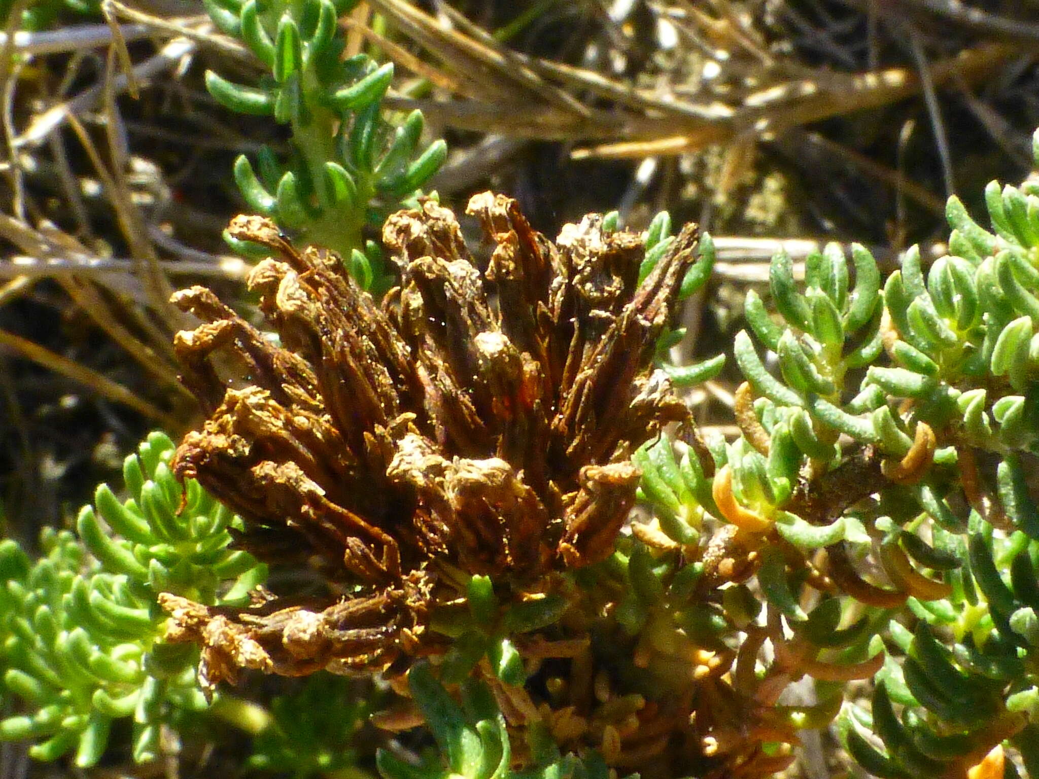 Image of Frankenia repens (Bergius) Fourc.