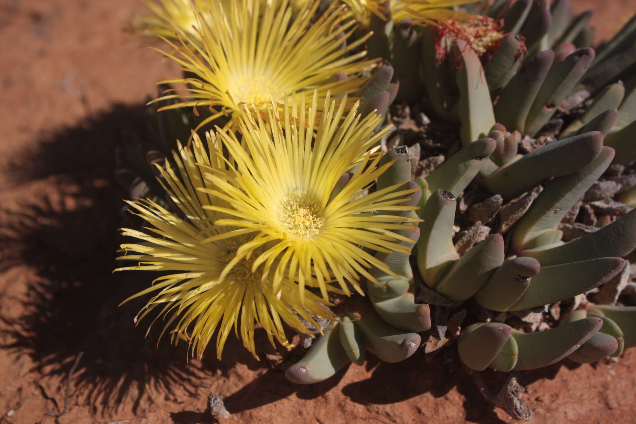 Imagem de Cheiridopsis robusta (Haw.) N. E. Br.