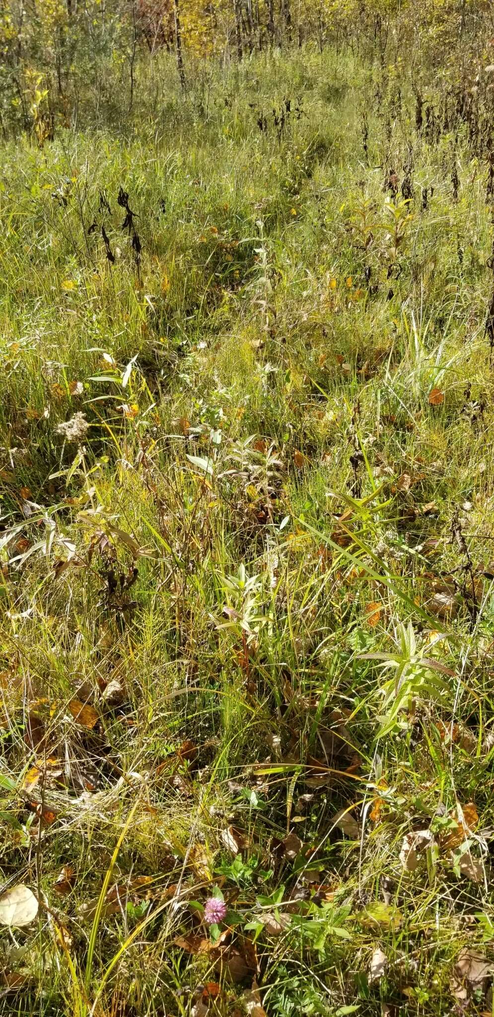 Image of variegated scouringrush