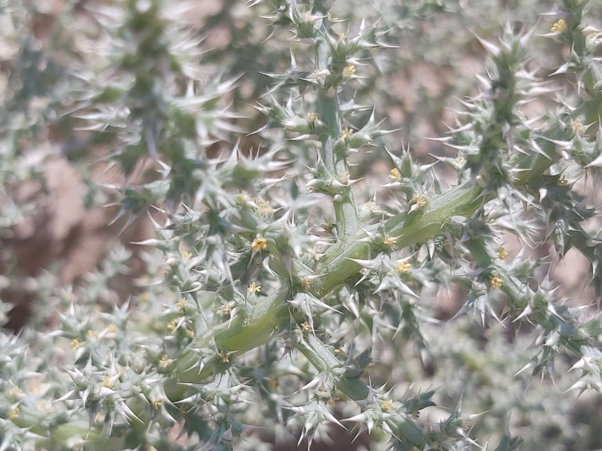 Plancia ëd Cornulaca aucheri Moq.