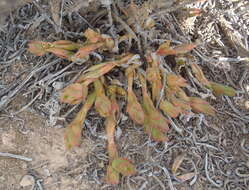Слика од Mesembryanthemum tortuosum L.