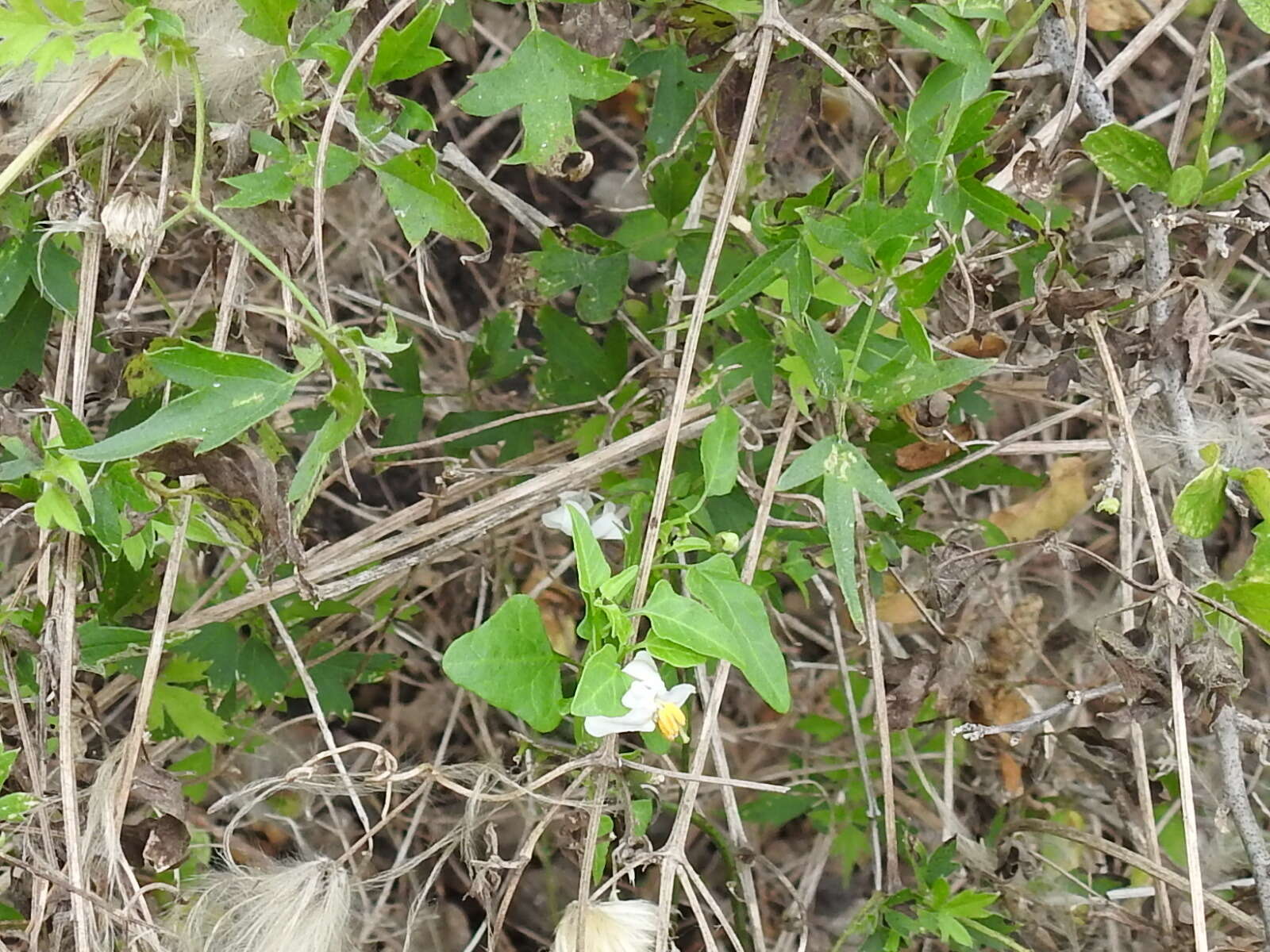 Image of Texas nightshade