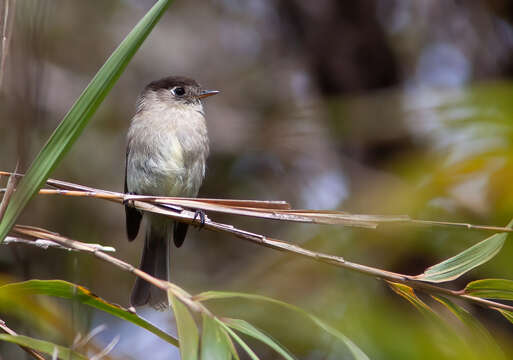 Empidonax atriceps Salvin 1870的圖片