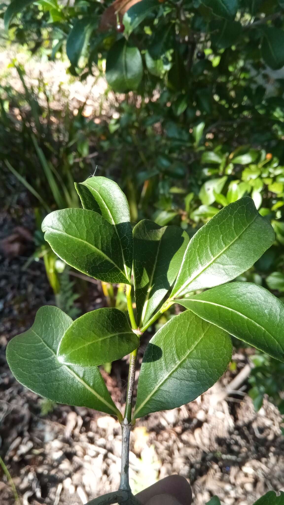 Image of Psychotria isalensis (Bremek.) A. P. Davis & Govaerts