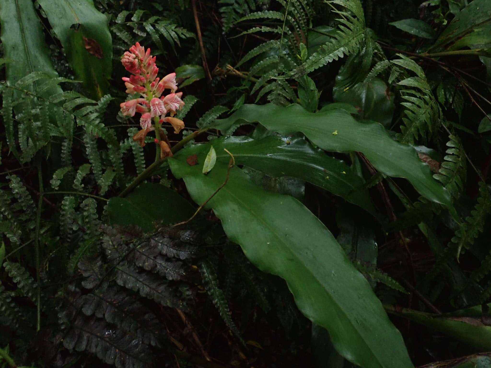 Image of Alpinia ilanensis S. C. Liu & J. C. Wang