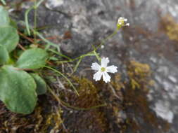 Image de Heliosperma pusillum (Waldst. & Kit.) Rchb.