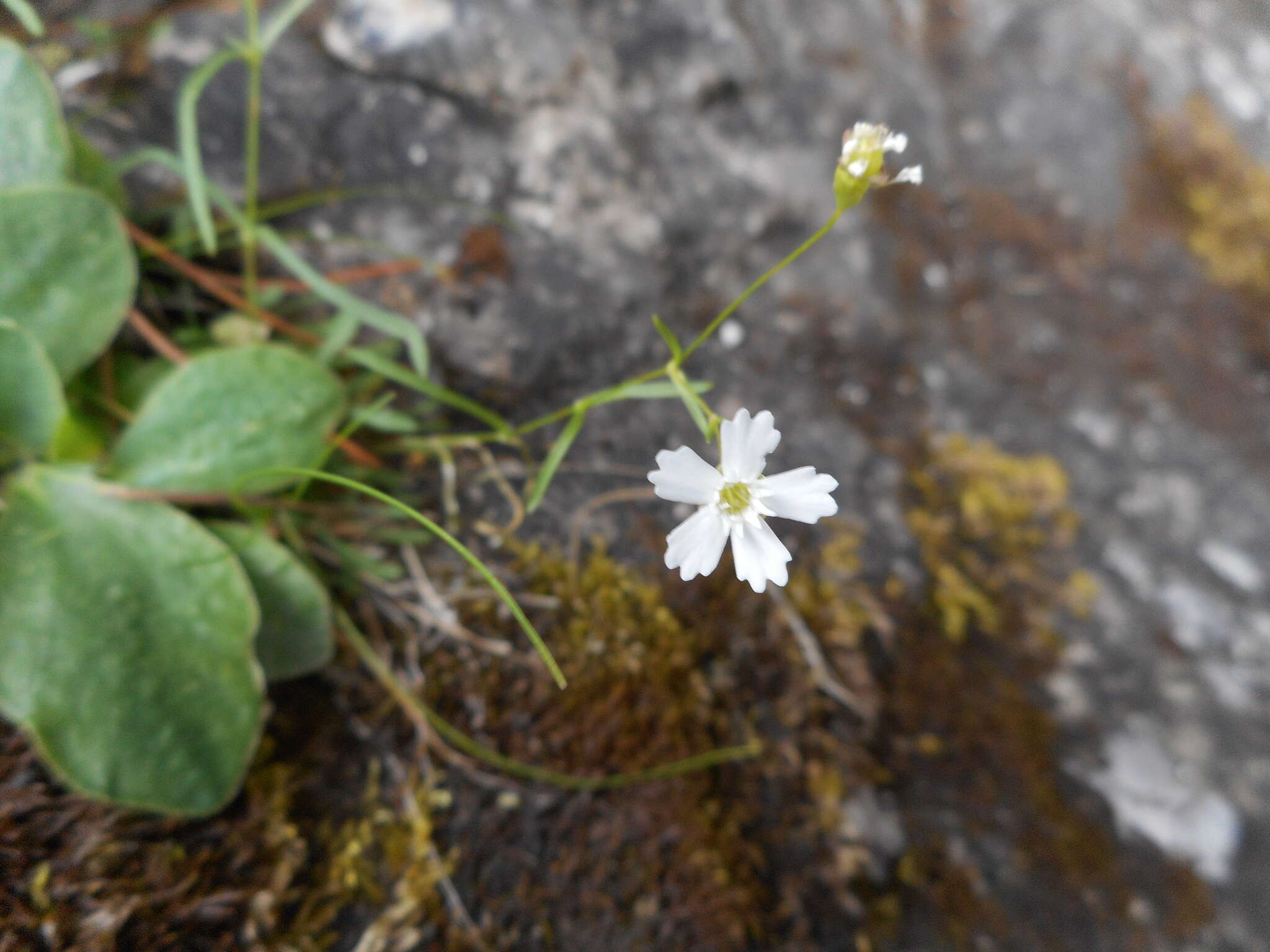 Image de Heliosperma pusillum (Waldst. & Kit.) Rchb.