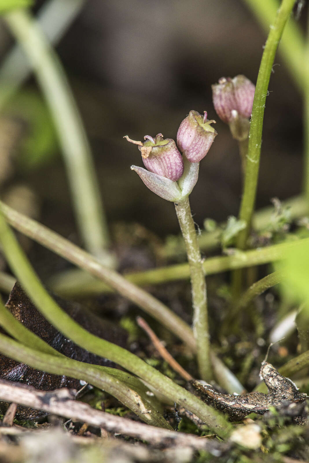 Image of Centella uniflora (Col.) Nannf.