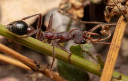 صورة Myrmecia flavicoma Roger 1861