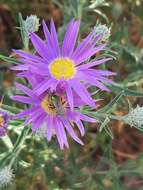 Image of Agapostemon angelicus Cockerell 1924