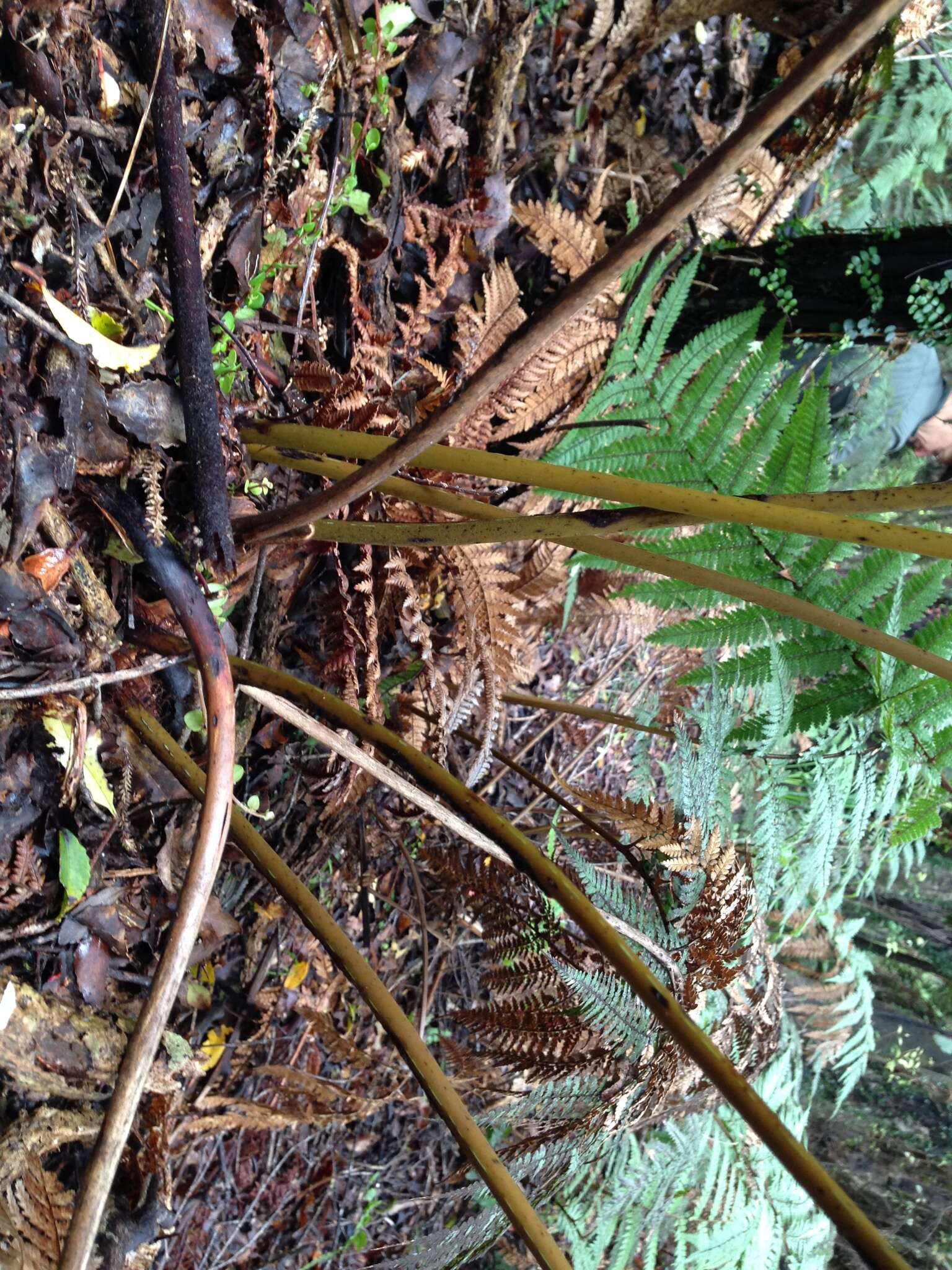 Image of Dicksonia lanata Col.