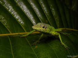 Image of Boulenger's Green Anole