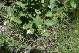 Plancia ëd Lantana grisebachii Stuck. ex Seckt