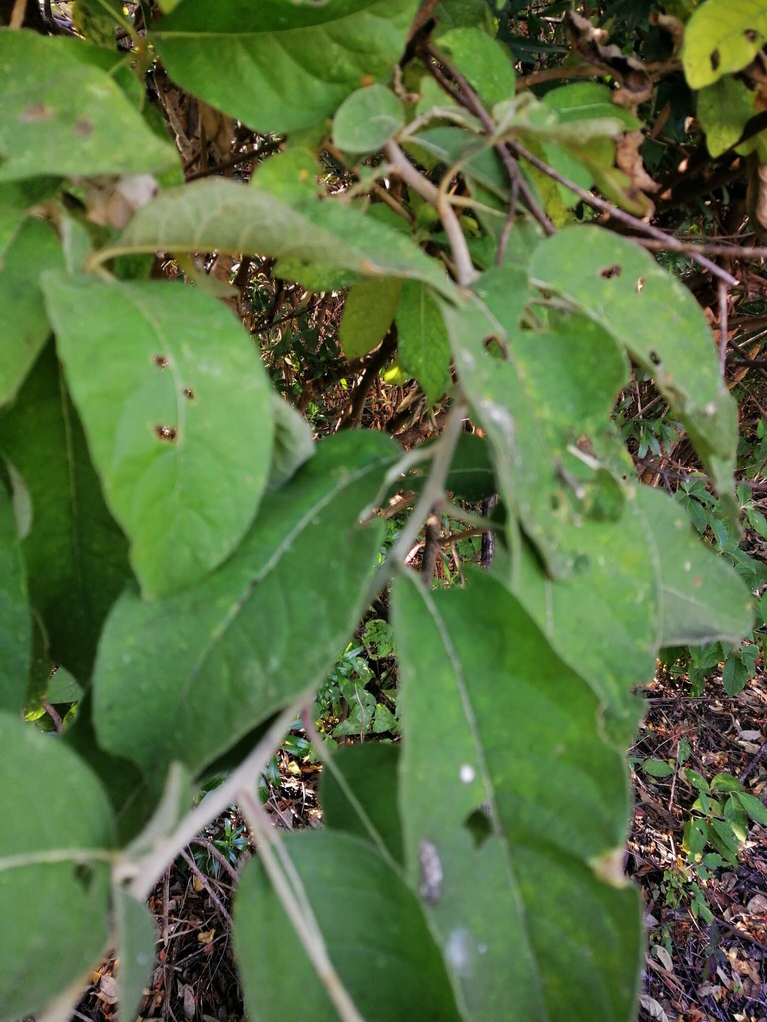 Eremosis tomentosa (La Llave & Lex.) Gleason resmi