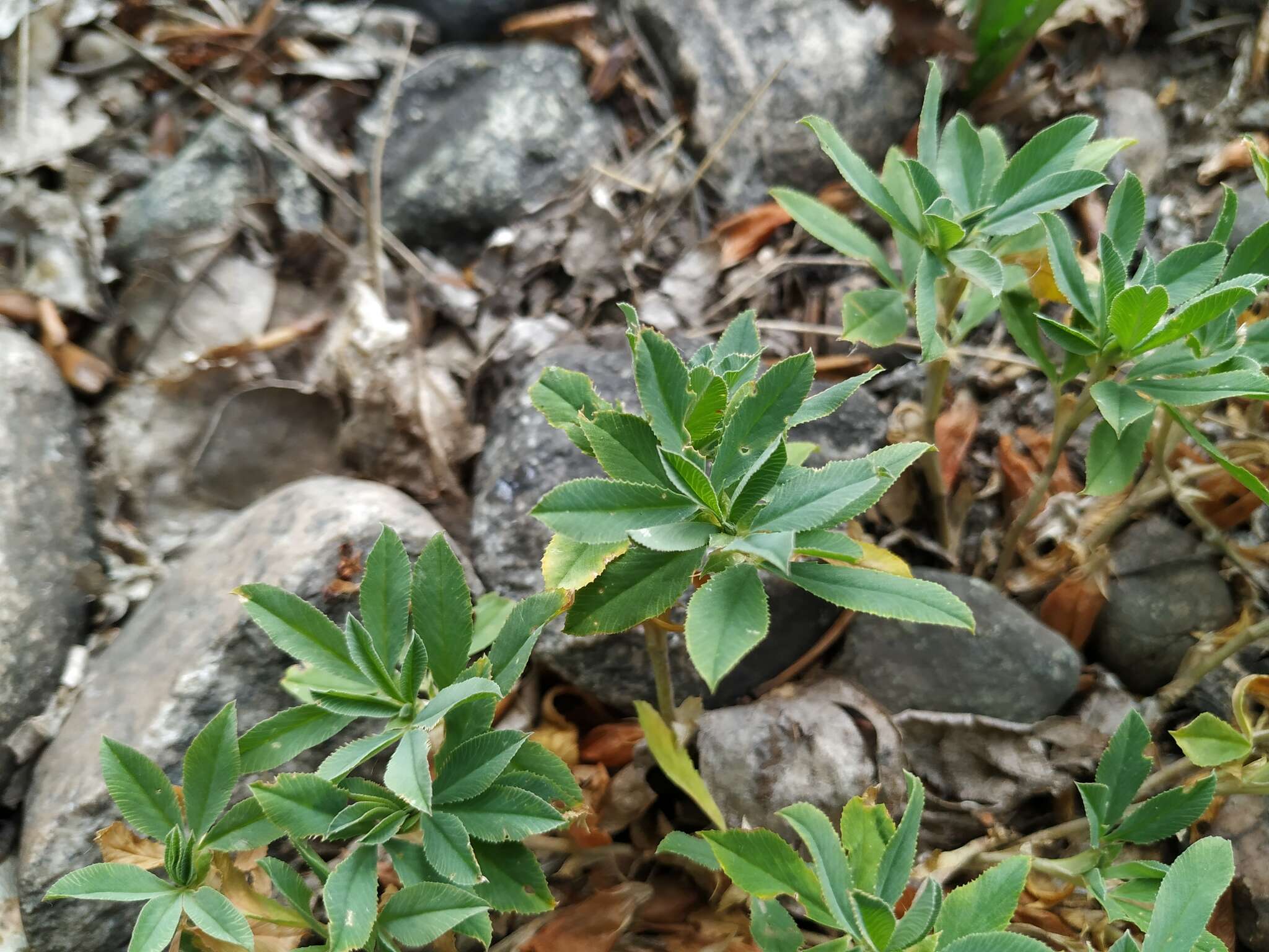 Image of Trifolium eximium DC.