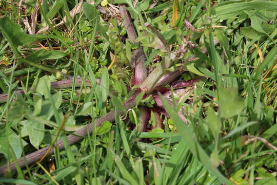 Image of lesser hawkbit