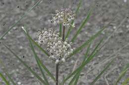 Image of longleaf milkweed