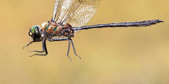 Image of Delicate Emerald