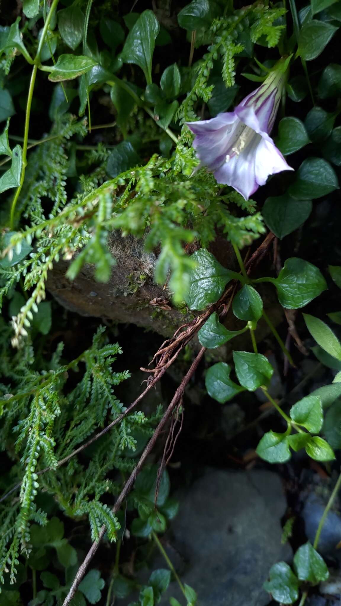 Imagem de Tripterospermum cordifolium (Yamamoto) Satake