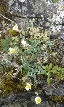 Image of Helianthemum apenninum (L.) Miller