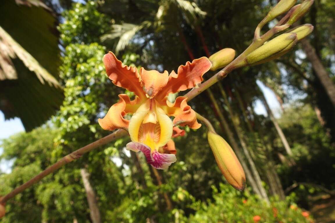 Image of Myrmecophila brysiana (Lem.) G. C. Kenn.