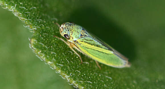 Graphocephala lugubris (Signoret 1854)的圖片