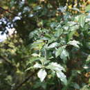 Sivun Diospyros rhombifolia Hemsl. kuva