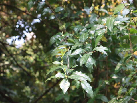 Sivun Diospyros rhombifolia Hemsl. kuva